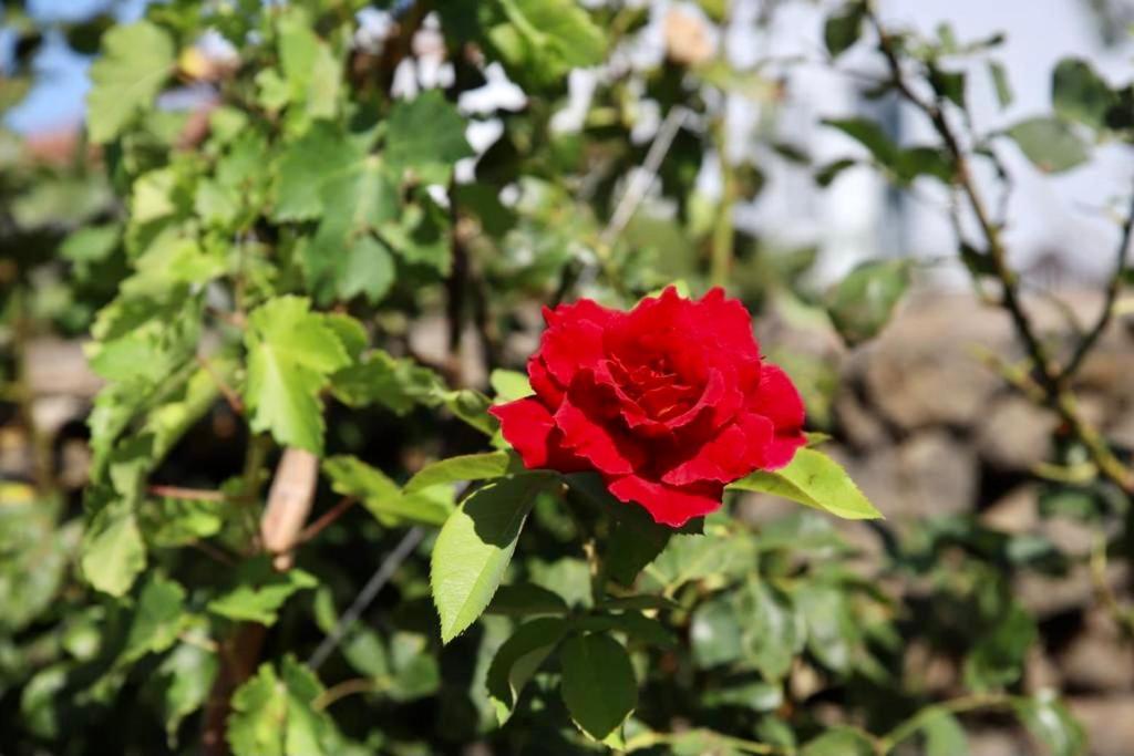 Casita La Rosa Villa El Paso Dış mekan fotoğraf