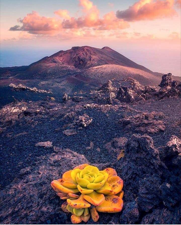 Casita La Rosa Villa El Paso Dış mekan fotoğraf